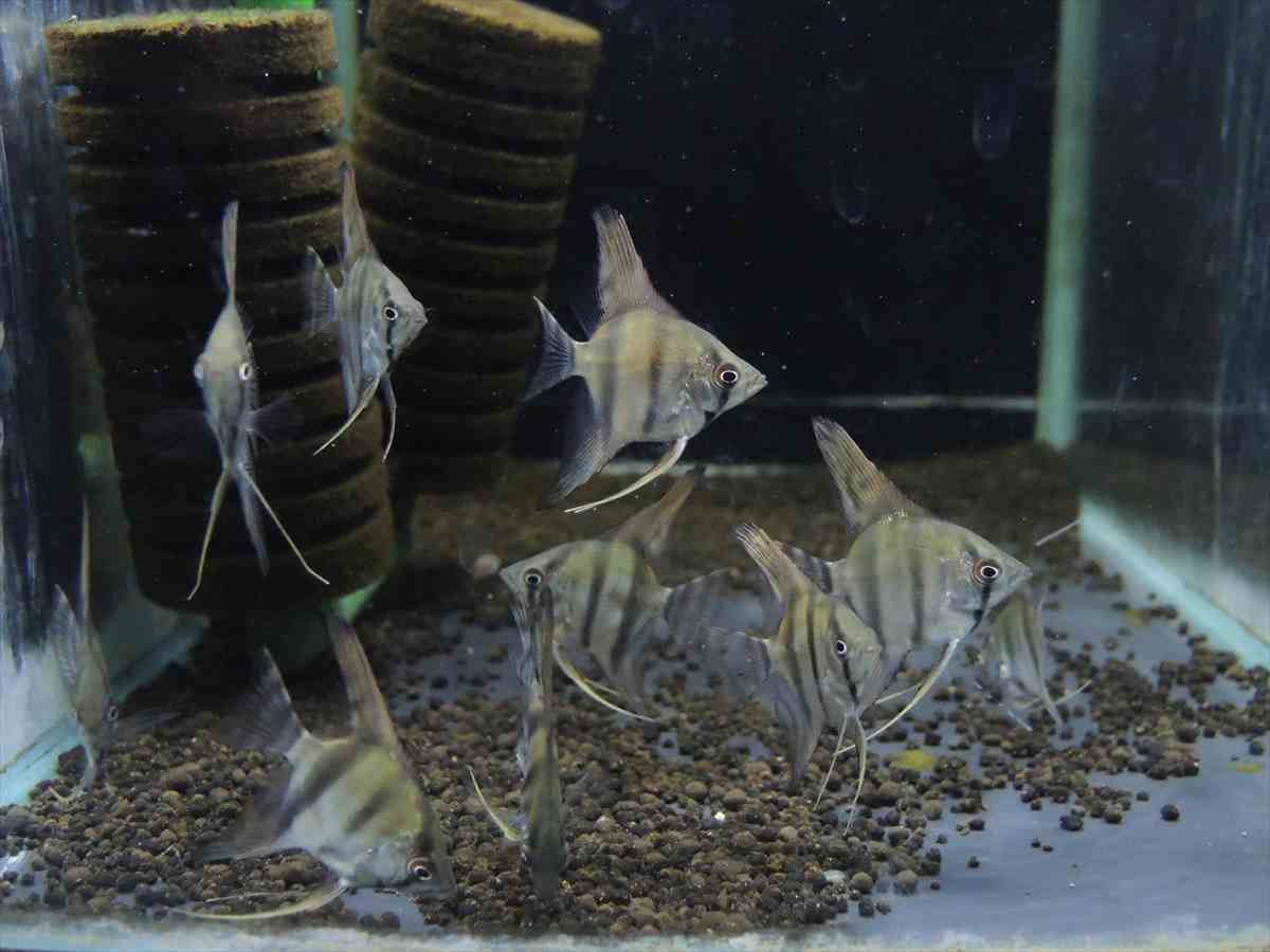 *iwoya*シルバーエンゼルフィッシュ 5匹セット拍卖