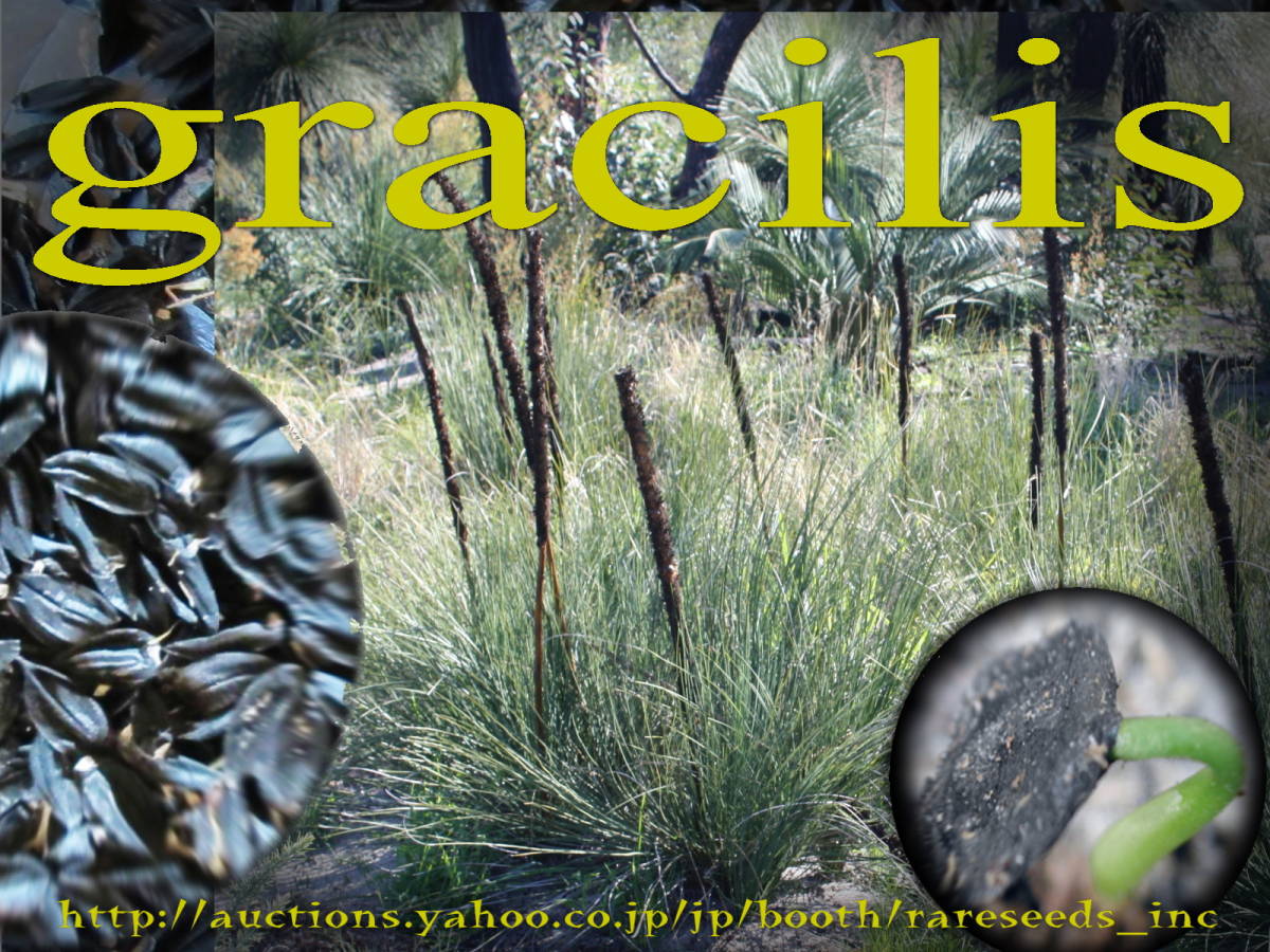【豪州奇怪!スレンダー ブラックボーイ!】クサントロエア グラシリス 種子15粒 Xanthorrhoea gracilis グラスツリー п**ц** ⑩拍卖