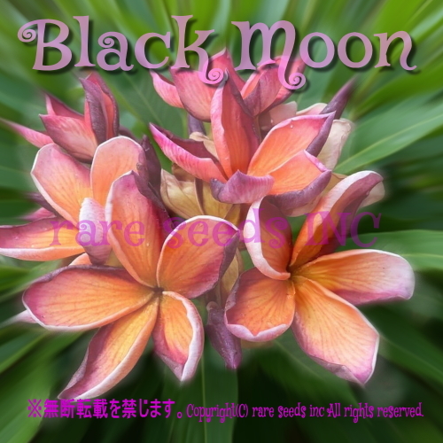 激レア■月夜の燃ゆる神秘!プルメリア ブラックムーン 種子 5粒 Black Moon γ **ц** ⑥拍卖