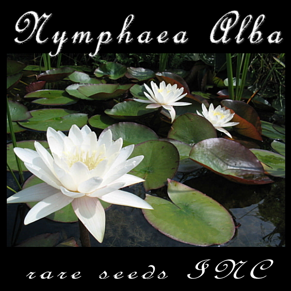 ■優美な耐寒性ホワイト睡蓮『アルバ』Nymphaea alba 種子12粒  睡蓮 γ **ц** ⑨拍卖