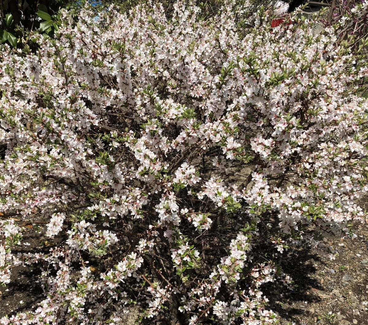 ゆすらうめ 梅桃 挿し穂 15本 /ユスラウメ 山桃桜 ■送料無料 バラ科 サクラ族 SAKURA (桜に似た花)ゆうパケット発送拍卖