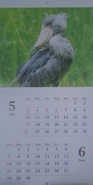 【送料無料 冊 大きな カレンダー:可愛い「小鳥,鳥」:B3:60x30㎝:2026年】★癒される:シマエナガ,インコ ,ハシビロコウ★野鳥:壁掛け:暦1拍卖