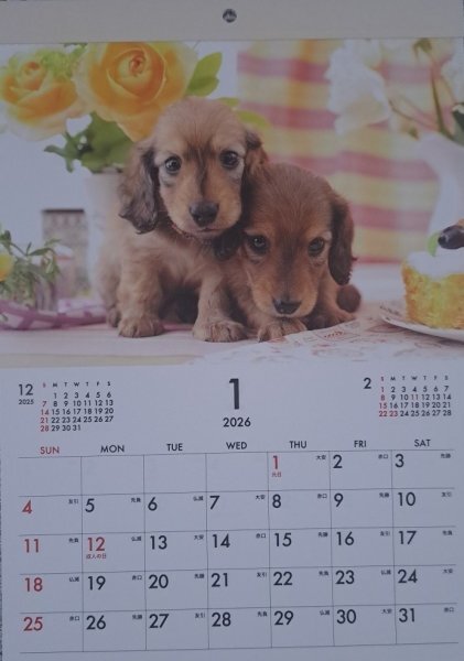 【送料無料:1冊 可愛い 「子犬」 カレンダー:B4 37x26cm】★2026年:犬,いぬ,イヌ 仔犬★12か月,12面 令和8年拍卖