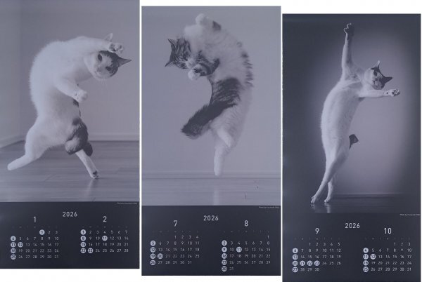 【送料無料:すぐに発送:3冊:猫 大判 大きい おしゃれ 「ねこ」 カレンダー:B3:60x30㎝】★2026年:モダン フォト カレンダー★壁掛け 暦拍卖