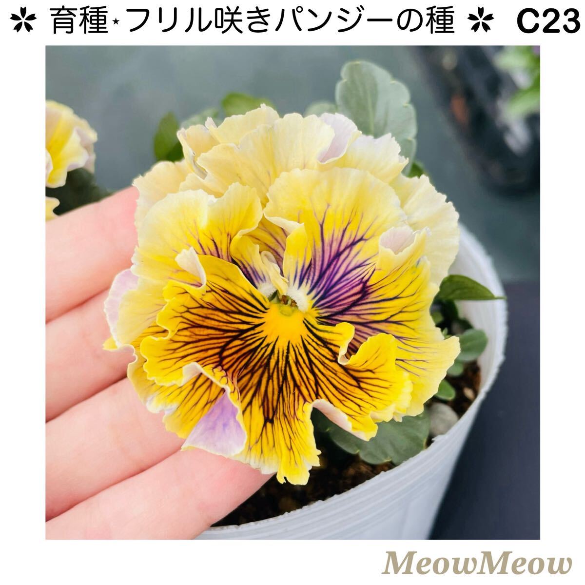 【C23】MeowMeow交配・フリルパンジーの種(20粒)拍卖