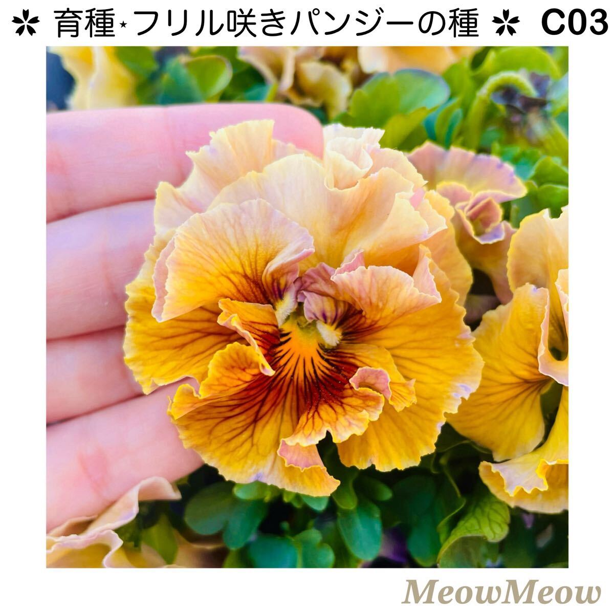 【C03】MeowMeow交配・フリルパンジーの種(30粒)拍卖