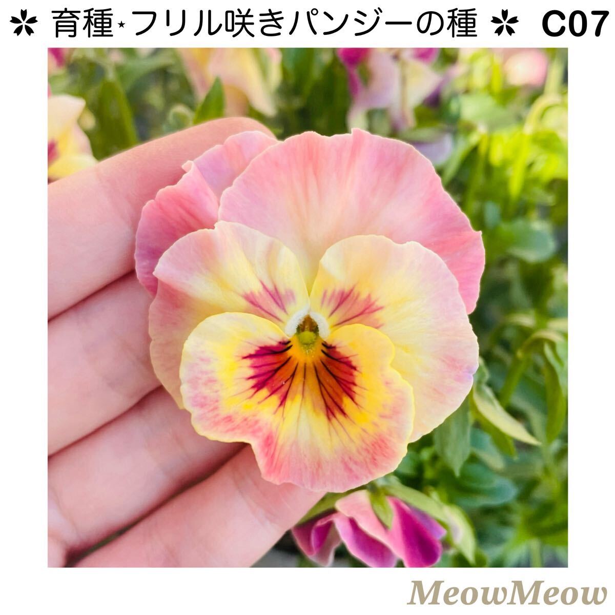 【C07】MeowMeow交配・フリルパンジーの種(30粒)拍卖