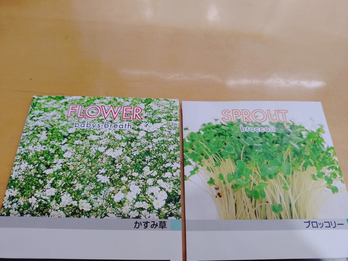ブロッコリーと かすみ草の種拍卖