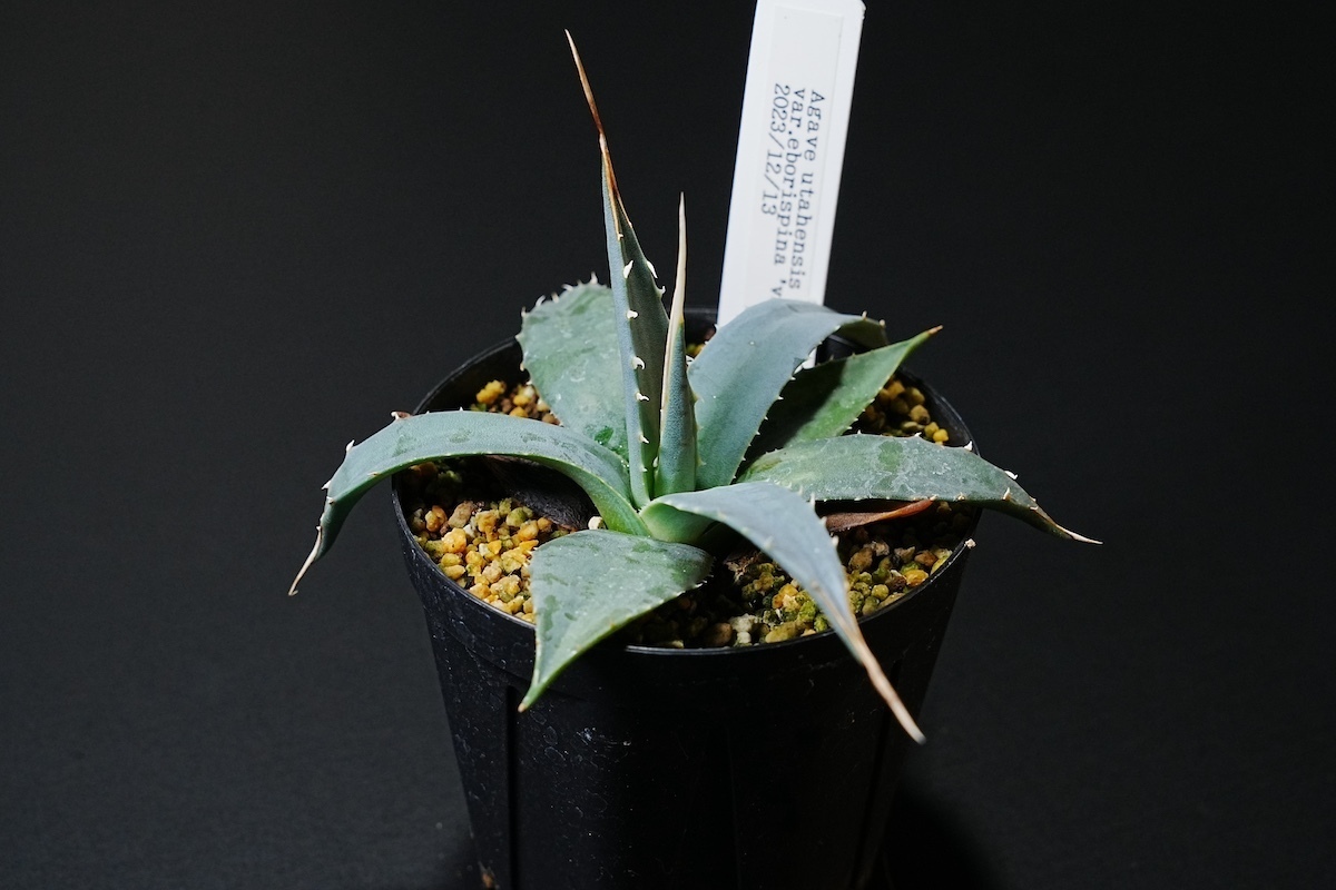 厳選実生株 アガベ / エボリスピナ ’ベガス’ Agave utahensis var. eborispina 'Vegas' 第四種郵便物 no.1拍卖
