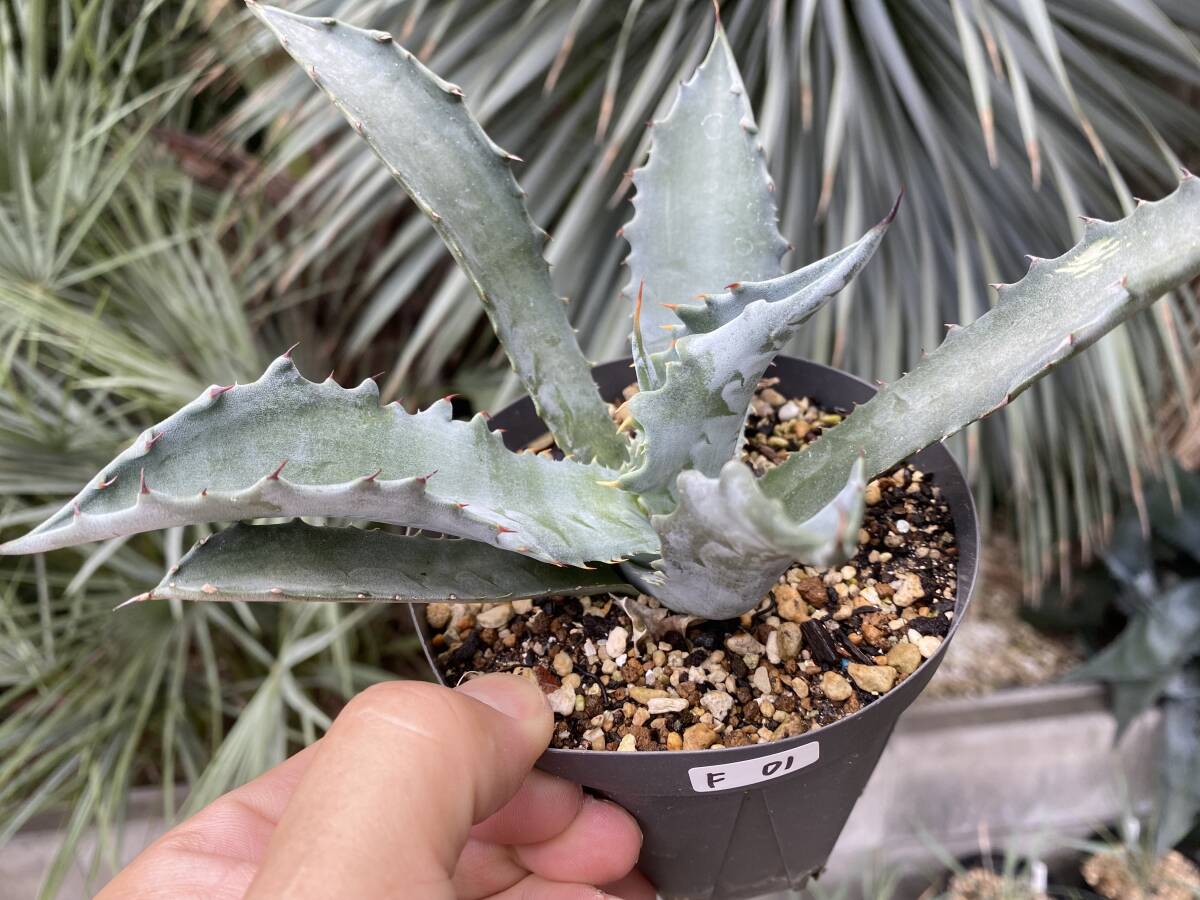 厳選美株 アガベ プロトアメリカーナ ファンキートゥース 激レア品種 Agave americana var.protoamericana 'funky toes' F-01拍卖