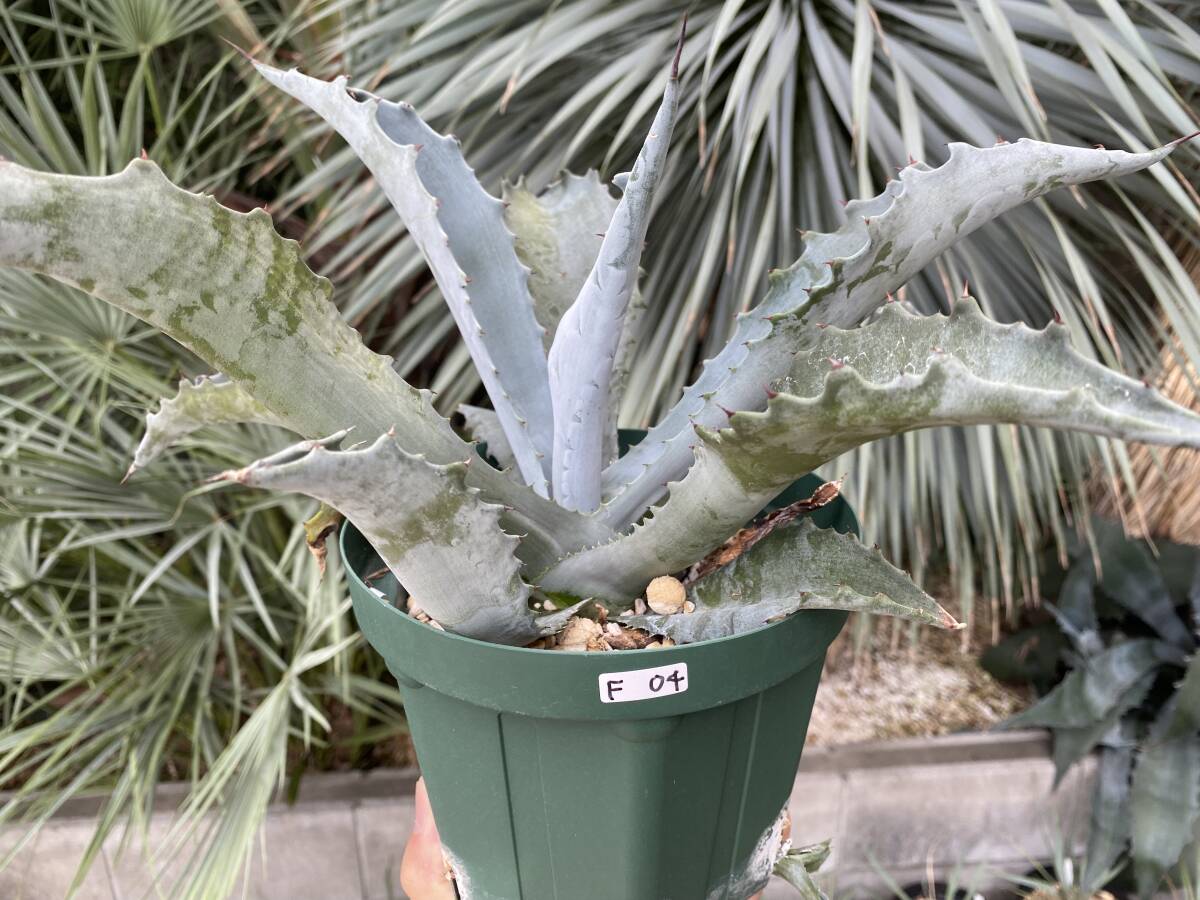 厳選美株 アガベ プロトアメリカーナ ファンキートゥース 激レア品種 Agave americana var.protoamericana 'funky toes' F-04拍卖