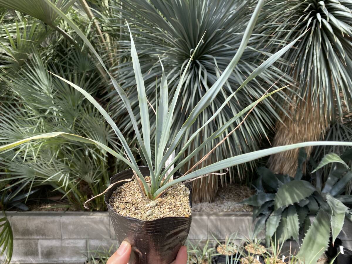 【厳選実生苗】ユッカ ロストラータ Yucca Rostrata 検/ ユッカ リギダ ドライガーデン R-005拍卖