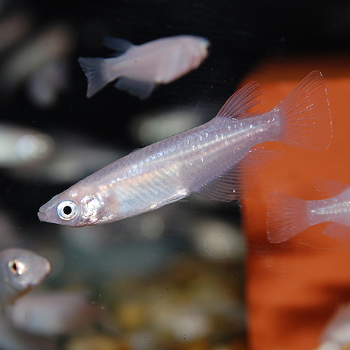 ★即決★白メダカ 10匹 シロメダカ 白めだか ピュアホワイトメダカ ミルキーホワイトメダカ拍卖