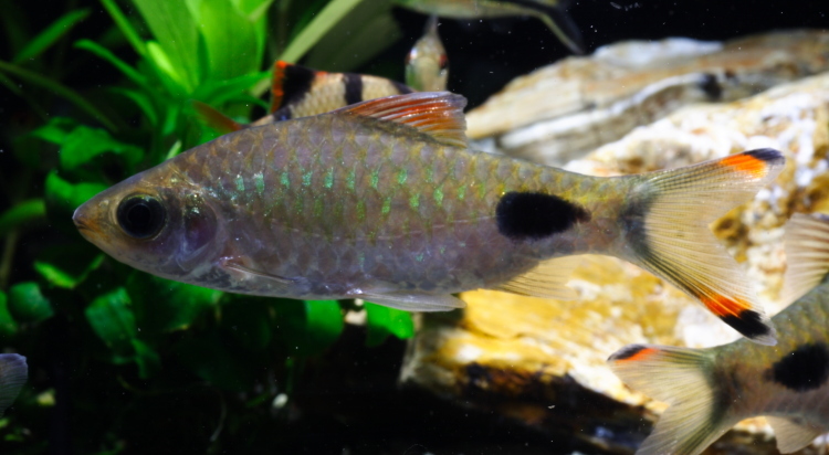 ★即決★プンティウスフィラメントースス ±6-8cm プンティウス フィラメントーサ ドーキンシア フィラメントーサ 熱帯魚拍卖