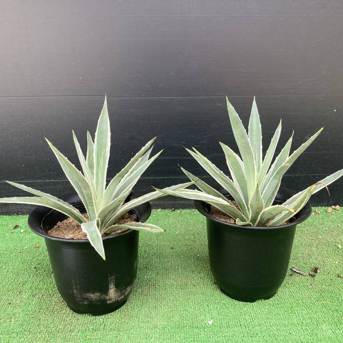★月末セール★ アガベ Agave angustifolia Marginata 斑入り白閃光 5号2鉢セット拍卖