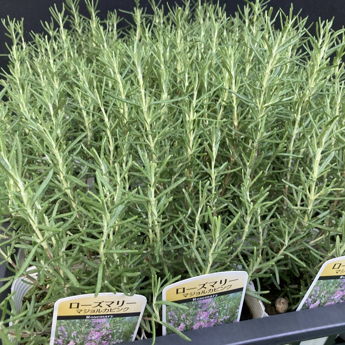 ★季節のガーデニング 数量2 ローズマリー ピンク 10ポットセット拍卖