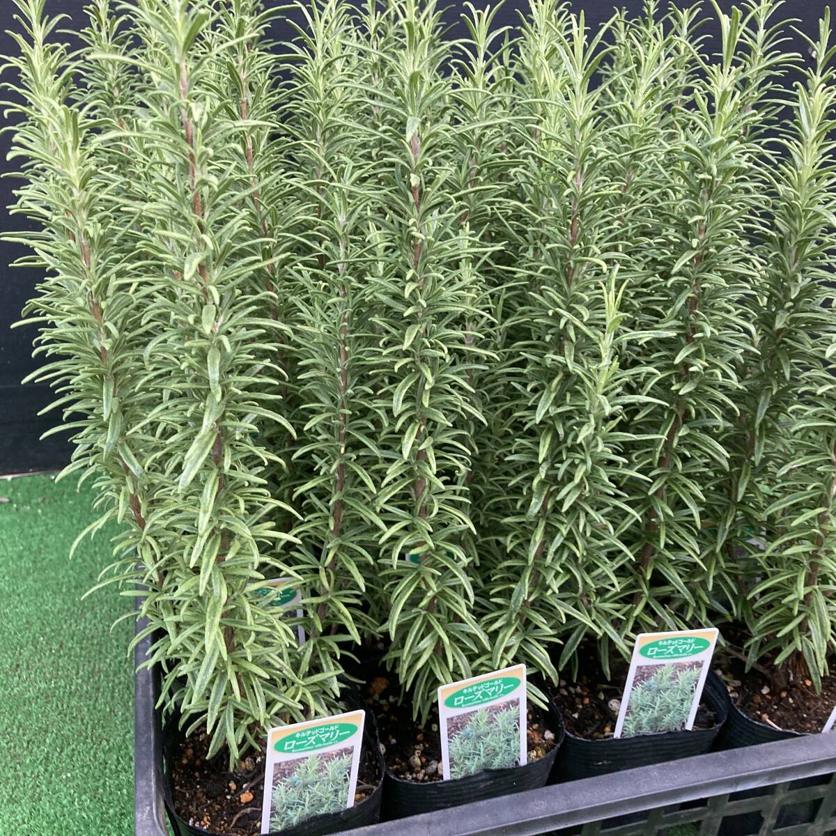 ★季節のガーデニング 数量6 ローズマリー キルテッドゴールド 4ポット拍卖