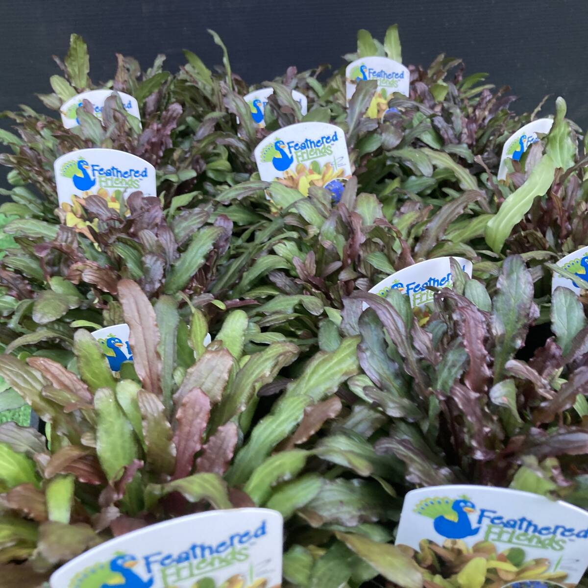 ★季節のガーデニング 数量6 強耐寒性 常緑アジュガ フェザードフレンズ 3ポット拍卖