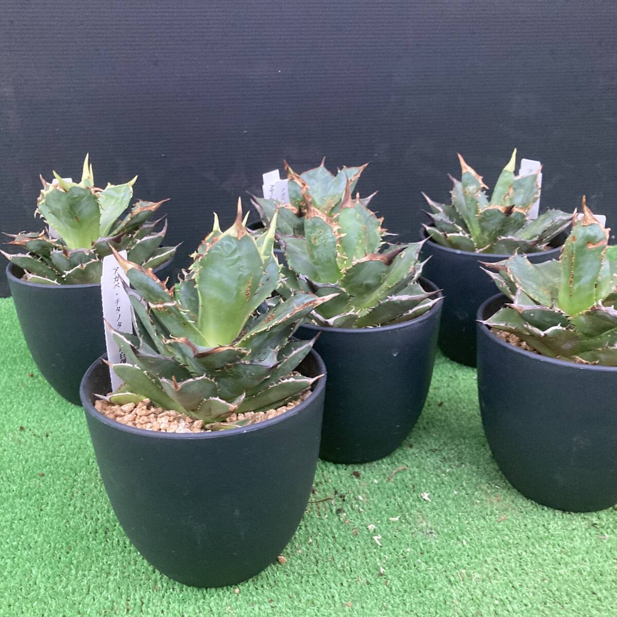 ★アガベ チタノタ 小鳥白刺  4号 現品 6鉢セット拍卖