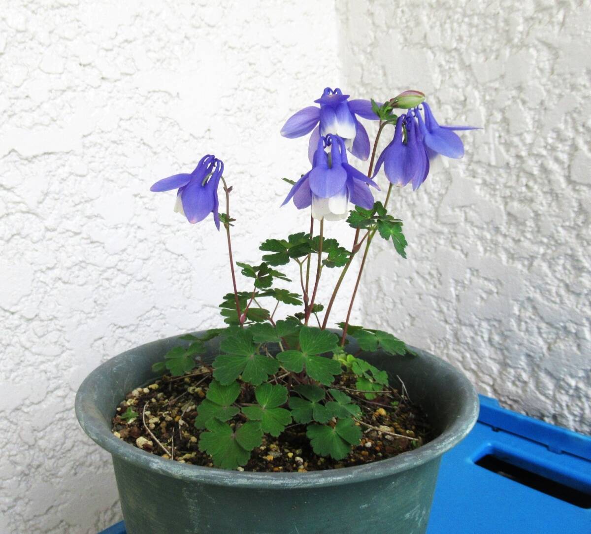 ★5 ミヤマオダマキ種子★【早池峰】30粒(2025年6月採取)拍卖