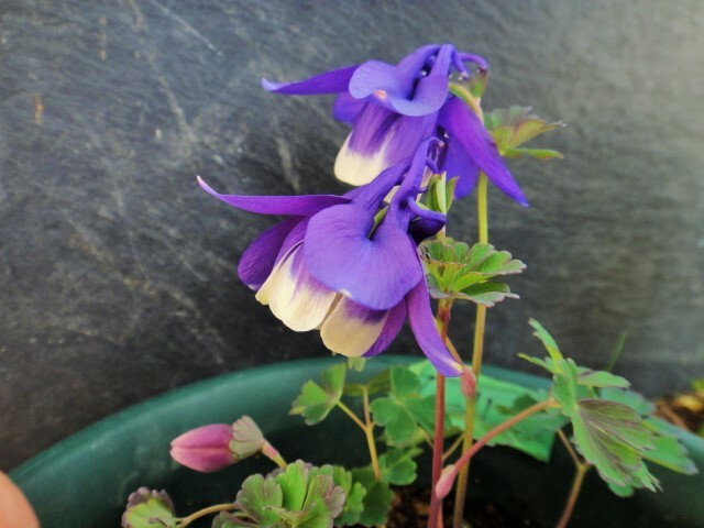 ★7 ミヤマオダマキ種子★【八甲田】30粒(2025年6月採取)拍卖