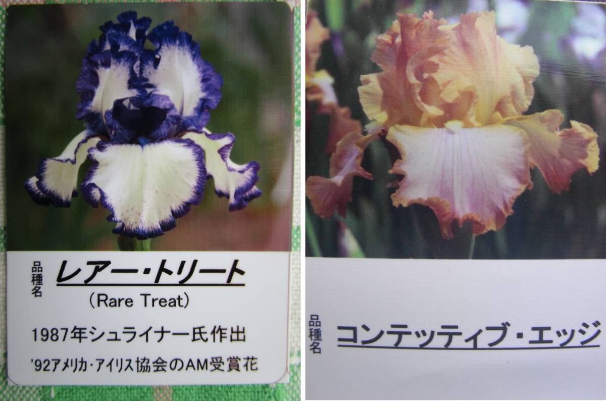 【もったい苗】ジャーマンアイリス/小~極小6品種、計11苗まとめてお届け拍卖