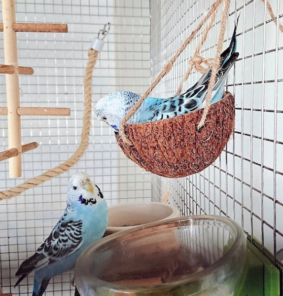 ミニココナッツ バードトイバードトーイ鳥が夢中になるおもちゃブランコ文鳥オウムカナリアフィンチセキセイインコマメルリハ 拍卖