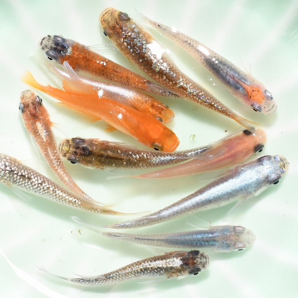 MIXメダカ・200匹 猫飯 めだか メダカ カラフル 無選別 拍卖