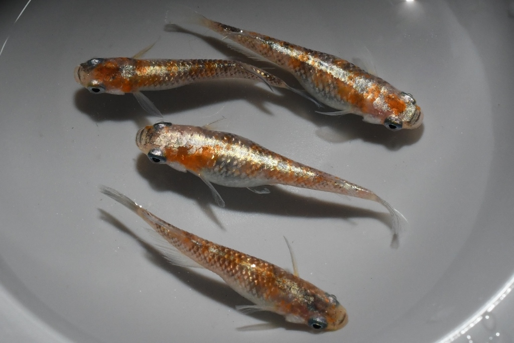 【猫飯本店】紅灯メダカの稚魚・10匹 拍卖