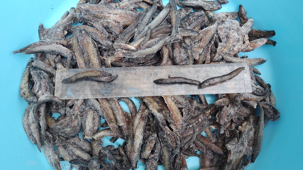 冷凍どじょう どじょう 冷凍 エサ アロワナ エンドリ レッドテール 大型魚 拍卖