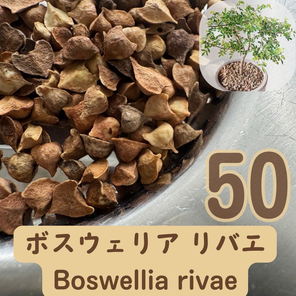 種子 50粒 ボスウェリア リバエ Boswellia rivae拍卖