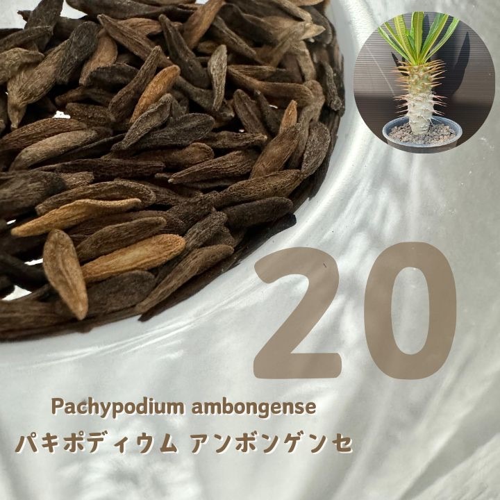 【種子】20粒 Pachypodium ambongense パキポディウム アンボンゲンセ拍卖