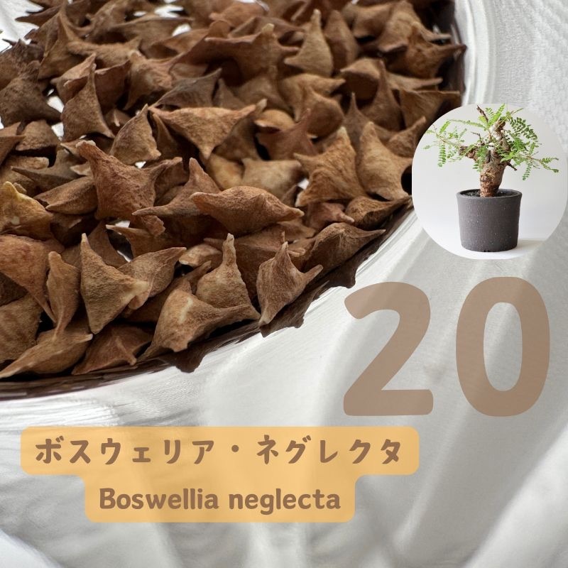 【種子】20粒 ボスウェリア ネグレクタ Boswellia neglecta拍卖