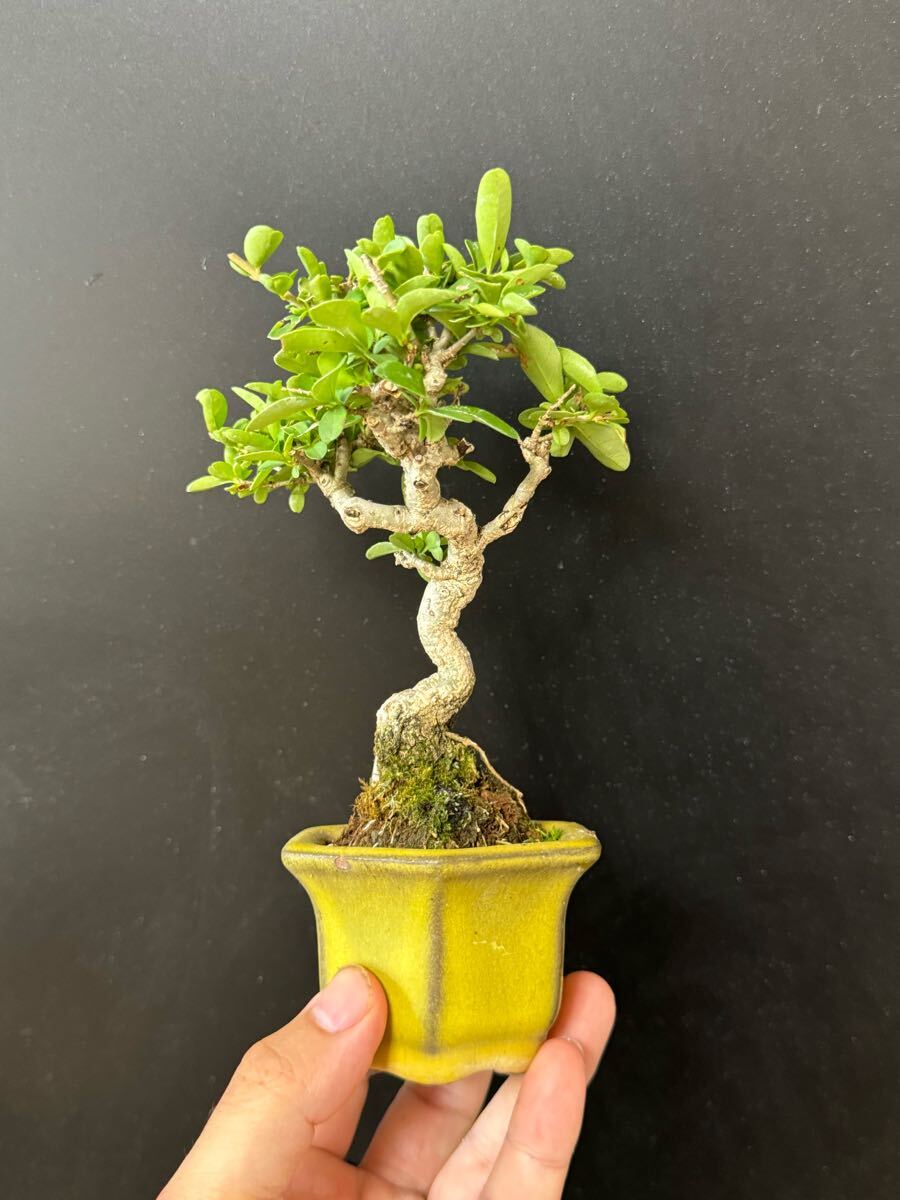 ミニ盆栽【イボタ】①拍卖