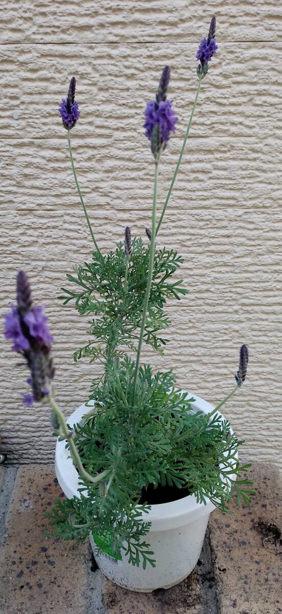 レースラベンダー 苗 3株拍卖