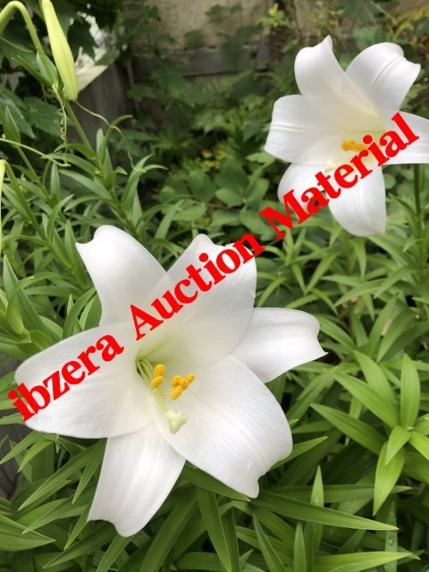 ◆種から育てる球根☆テッポウユリの種 100粒220円A-2拍卖