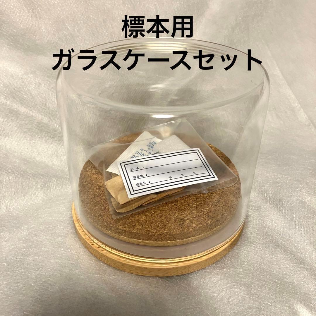 【昆虫標本道具】標本用ガラスケースセット拍卖