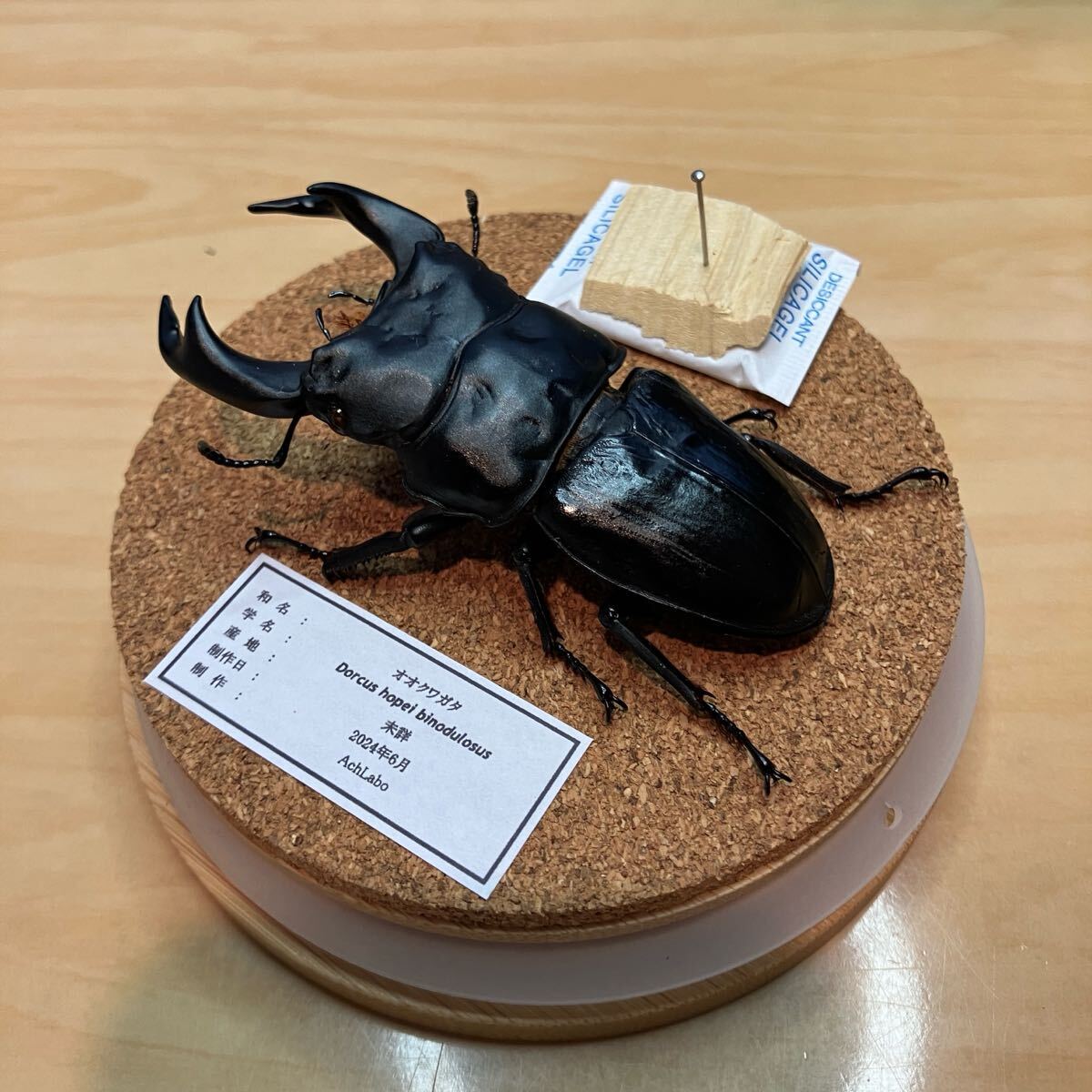 【昆虫標本】オオクワガタ ガラスケース入り拍卖