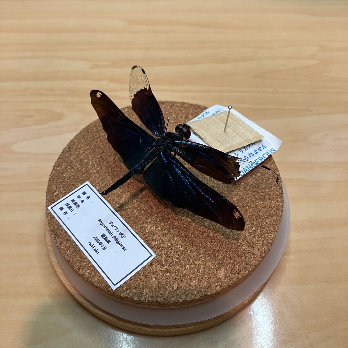 【昆虫標本】チョウトンボ ガラスケース入り拍卖