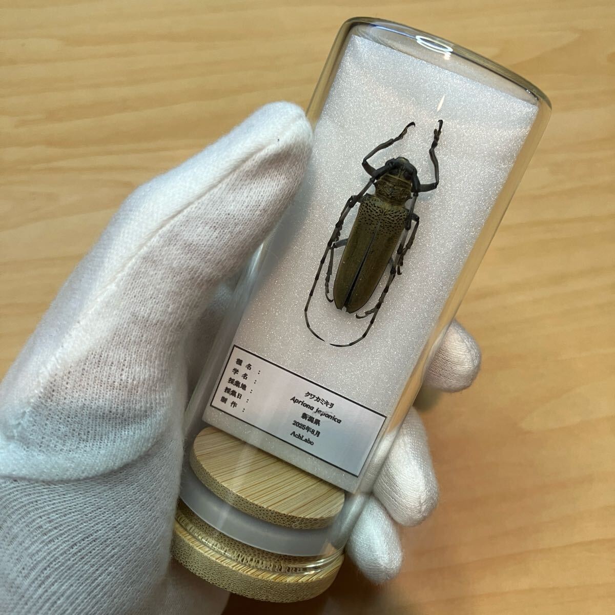 【昆虫標本】クワカミキリ ガラスケース入り拍卖