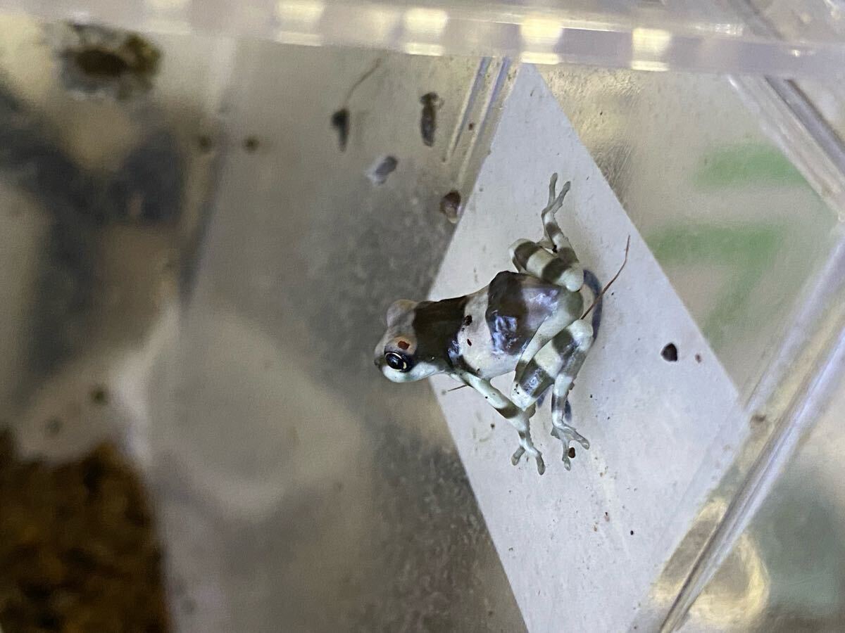 最終出品1円スタート!ミルキーフロッグ ベビー 繁殖個体3匹プラス保証1匹大きめ個体1匹と小さめ2匹保証小さめ個体1匹拍卖