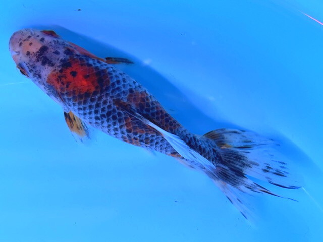 福嘉金魚 動画あり!秋CP!10月末まで限定! 東錦 A-R1 ⑨-2 大野産 約11~15㌢ 2023産 現物 1匹 渋くてカッコイイ!墨と鱗! 滋賀拍卖