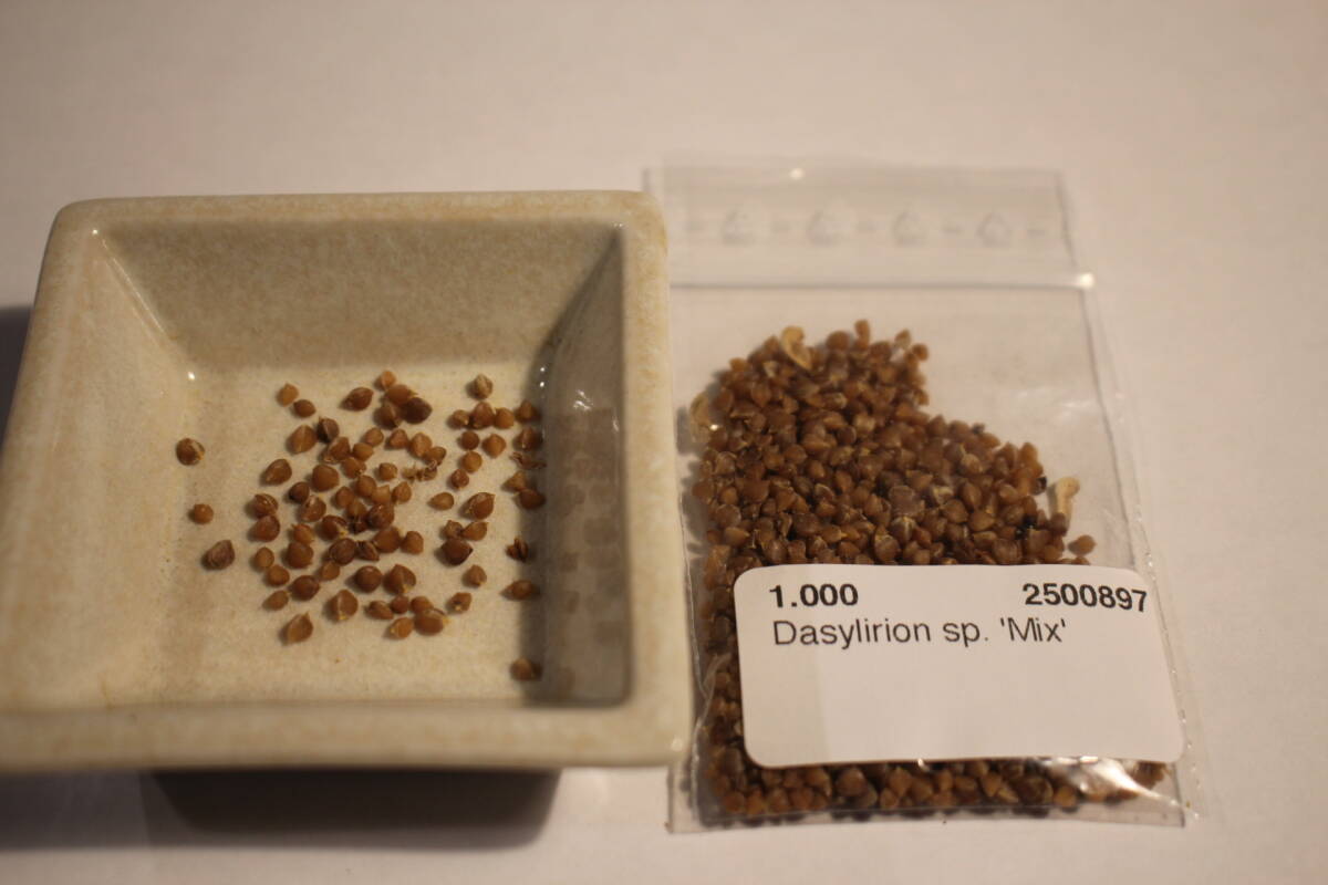 【送料無料】【即決】【種】'Dasylirion sp.Mix' 30粒+α ダシリリオン拍卖