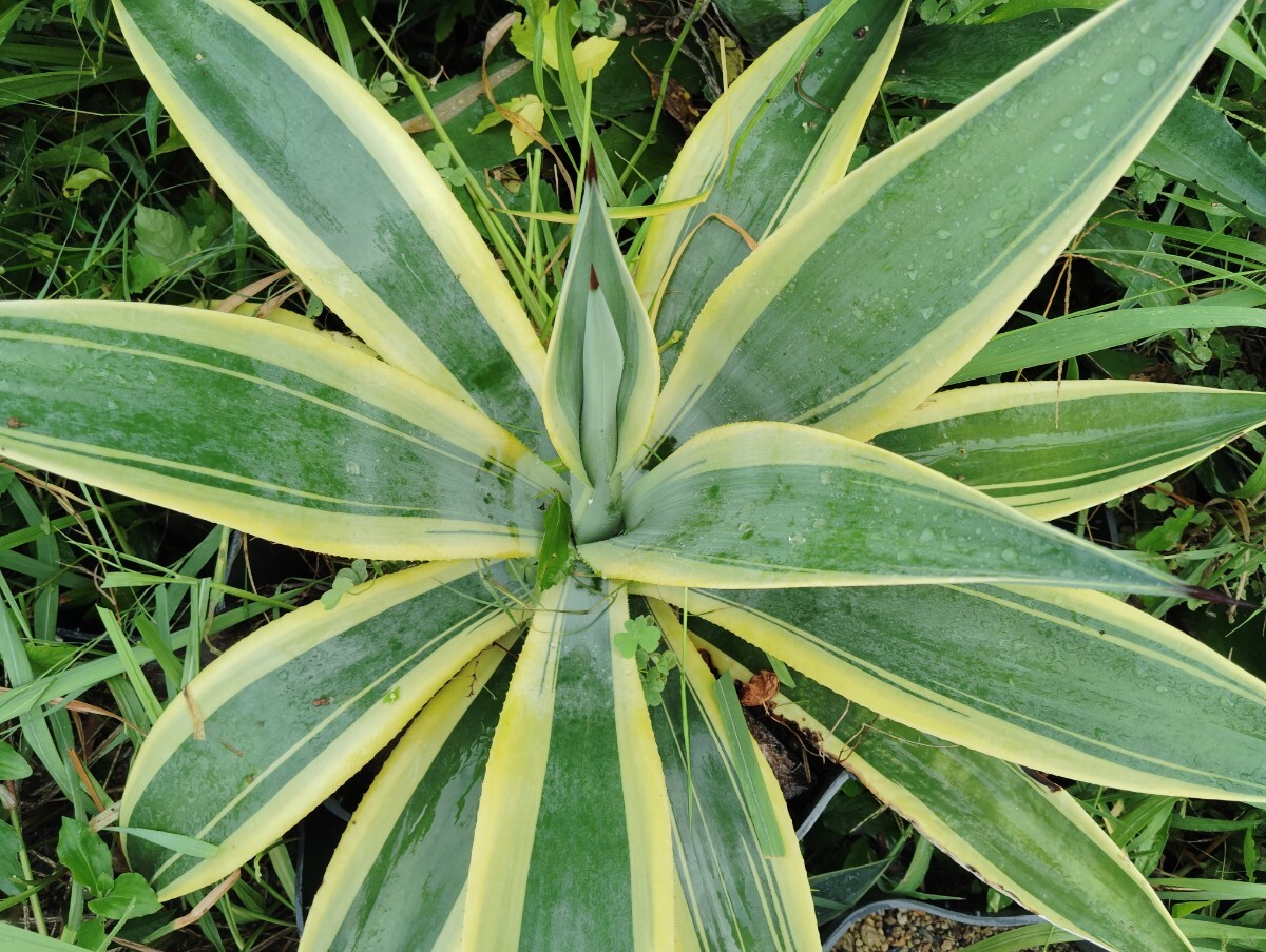 'Agave weberi 'Arizona Star''【送料無料】拍卖