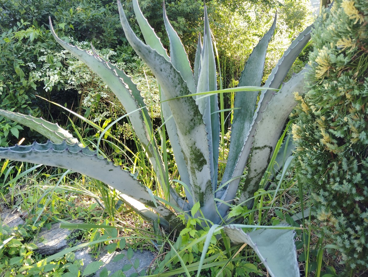 【即決】 'Agave americana' 2【送料無料】拍卖