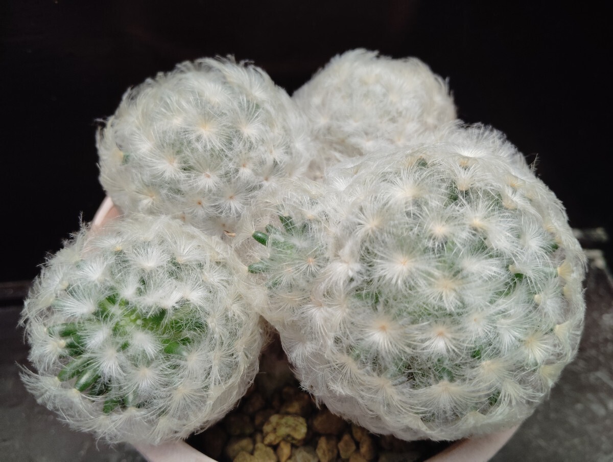 【即決】 マミラリア 大型白星 2【送料無料】拍卖