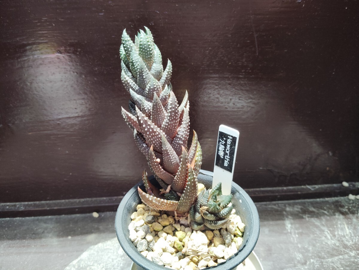 【即決】'Haworthia '九輪塔 ' 【送料無料】拍卖