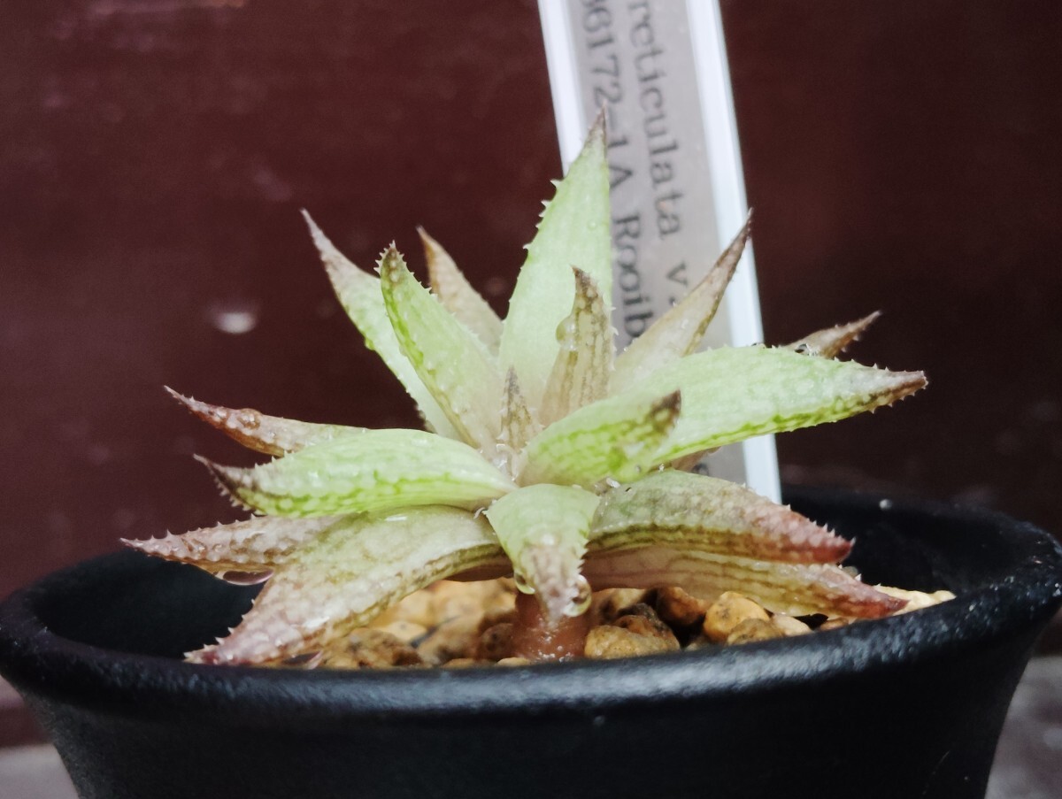【即決】'Haworthia reticulata v.hurlingii04-277 IB6172-1A Rooiberg Robertson' ' 【送料無料】拍卖