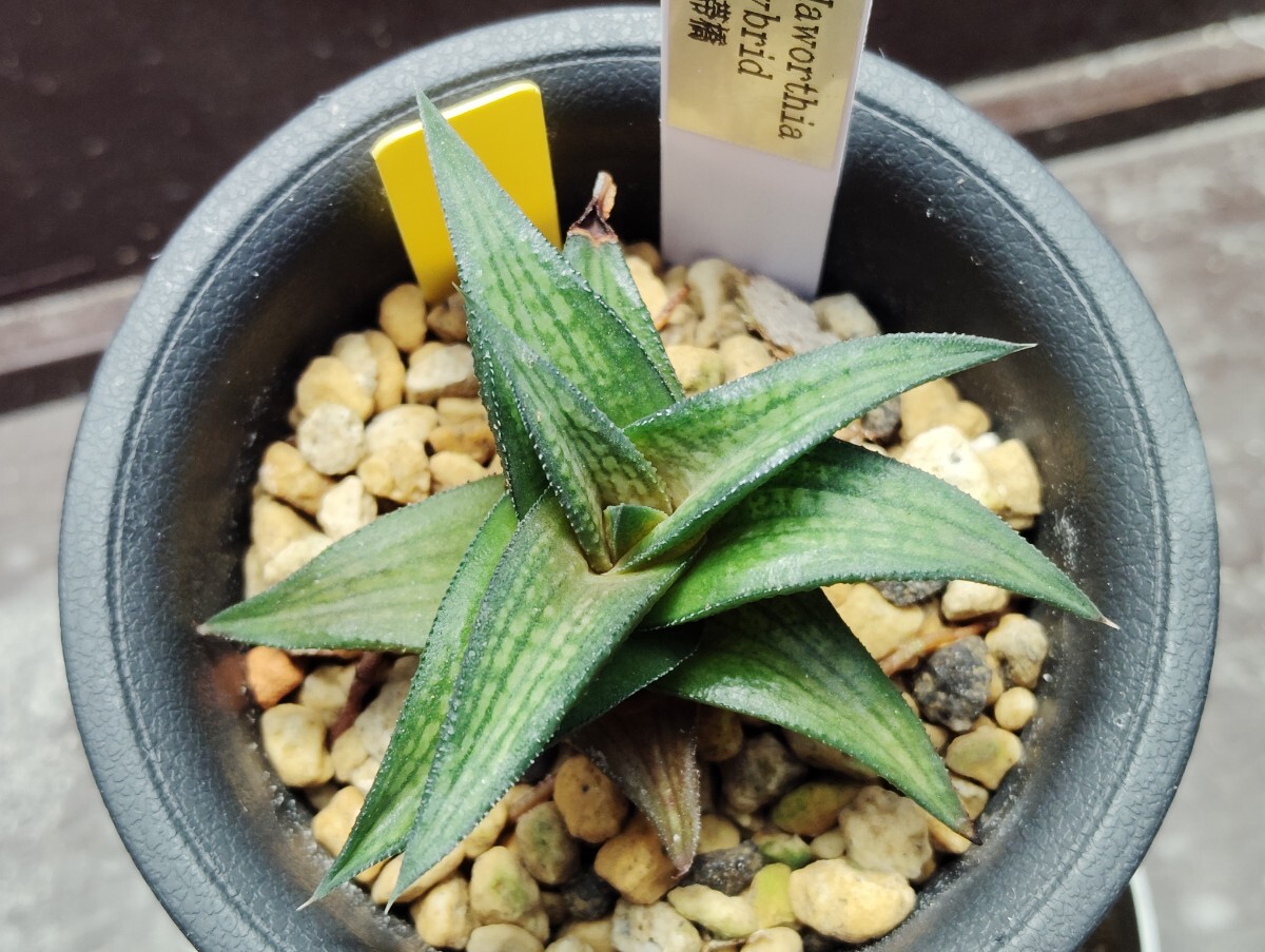 【即決】'Haworthia hybrid '錦帯橋 ' 【送料無料】拍卖