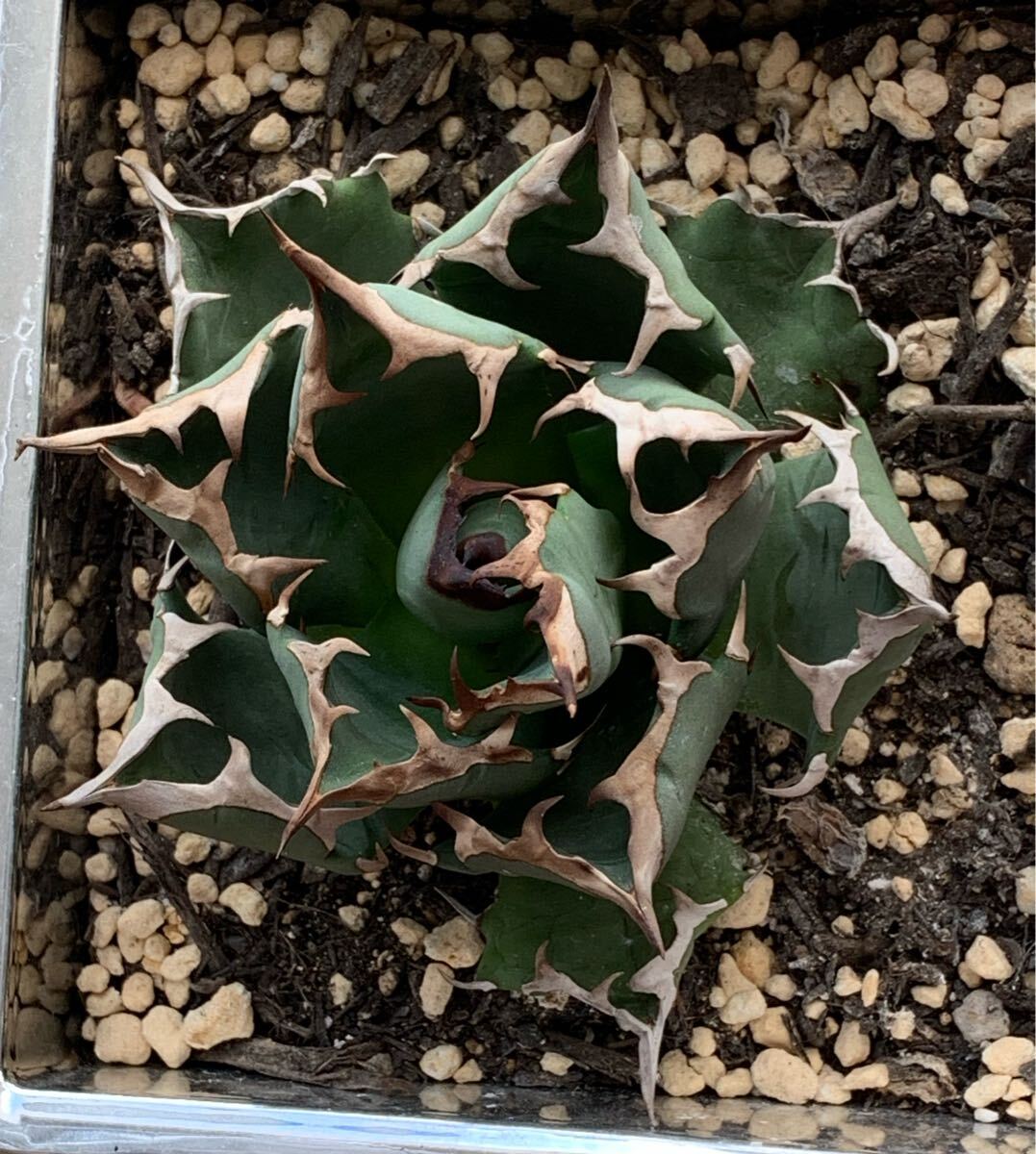 アガベ チタノタ アガベ チタノタ 姫厳龍 拍卖